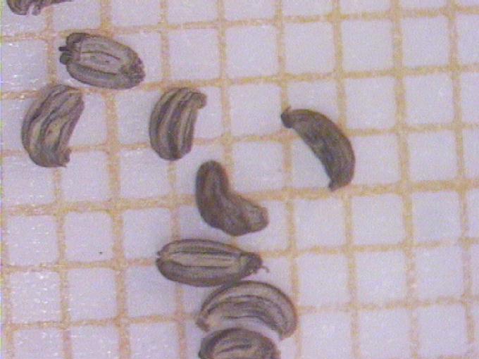 Apium nodiflorum (L.) Lag.