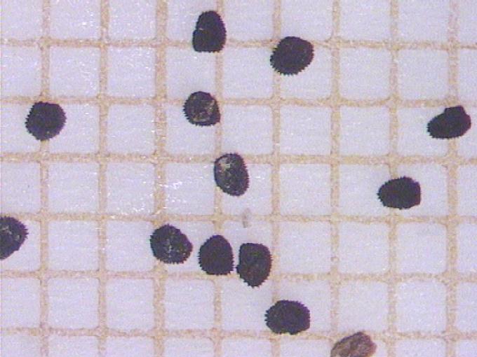 Lychnis flos-cuculi L.