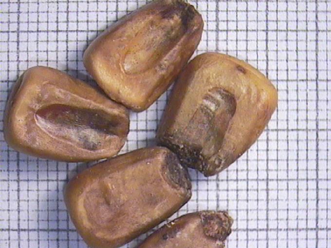 Zea mays L.