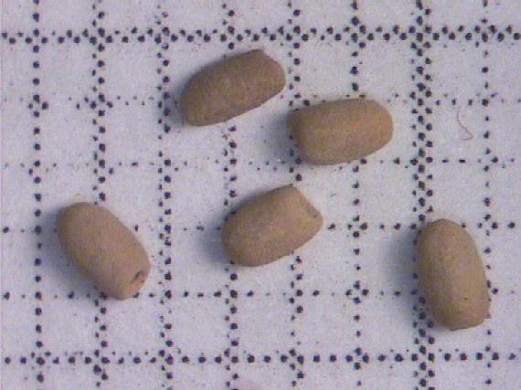 Hippuris vulgaris L.