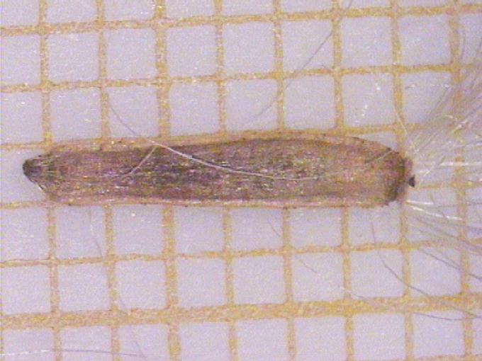 Aster tripolium L.