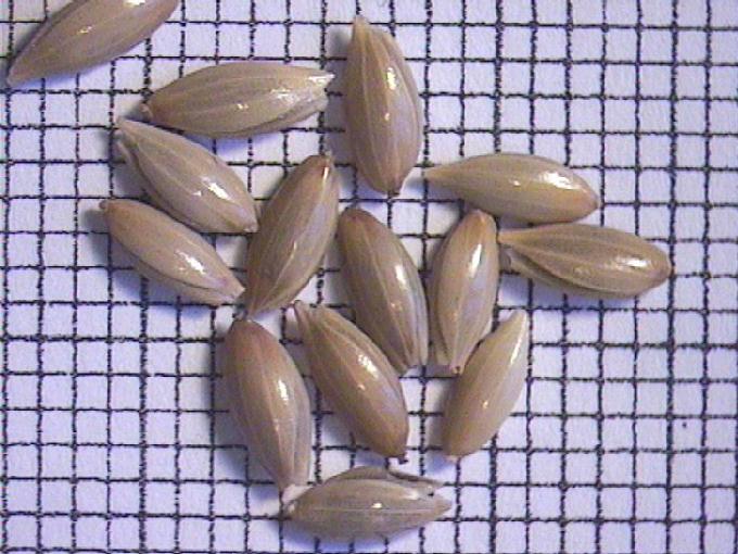Phalaris canariensis L.