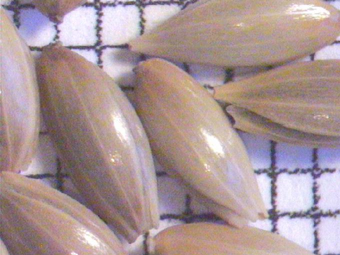 Phalaris canariensis L.