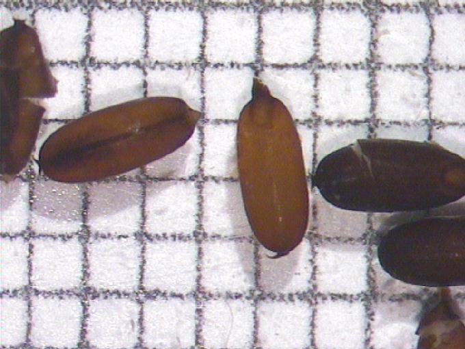 Glyceria fluitans (L.) R. Brown