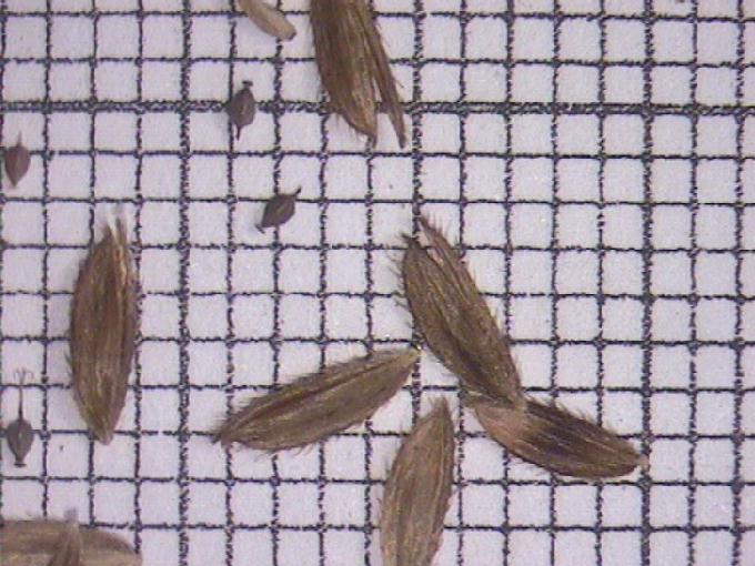 Leersia oryzoides (L.) Swartz