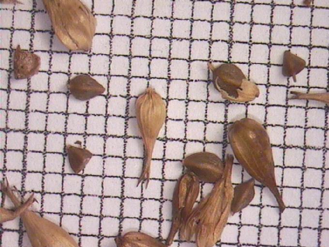 Carex vesicaria L.