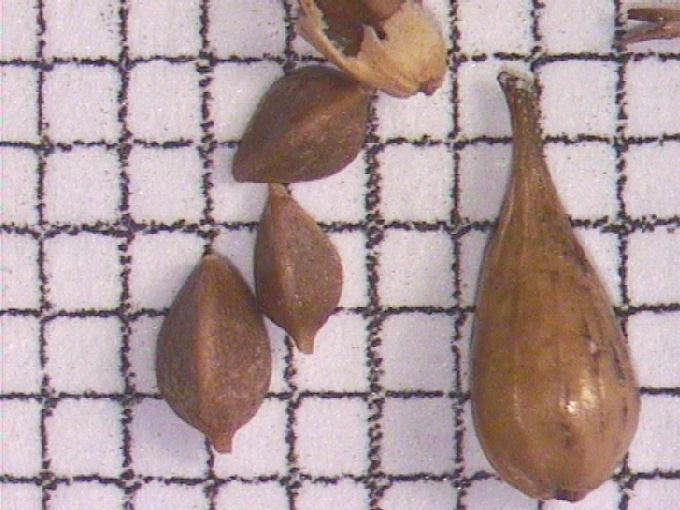 Carex vesicaria L.
