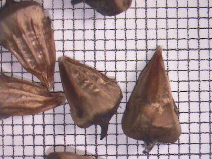 Sparganium erectum L. (Syn. S. ramosum Huds)