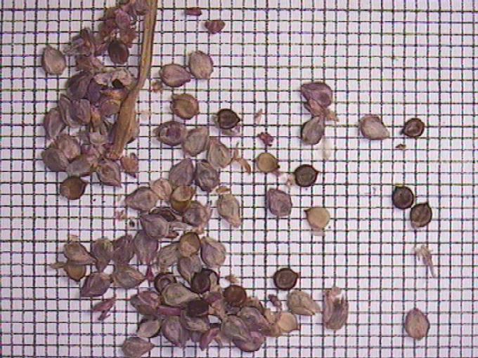 Polygonum mite Schrank