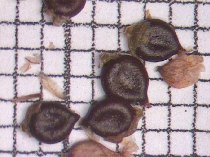 Polygonum lapathifolium L.