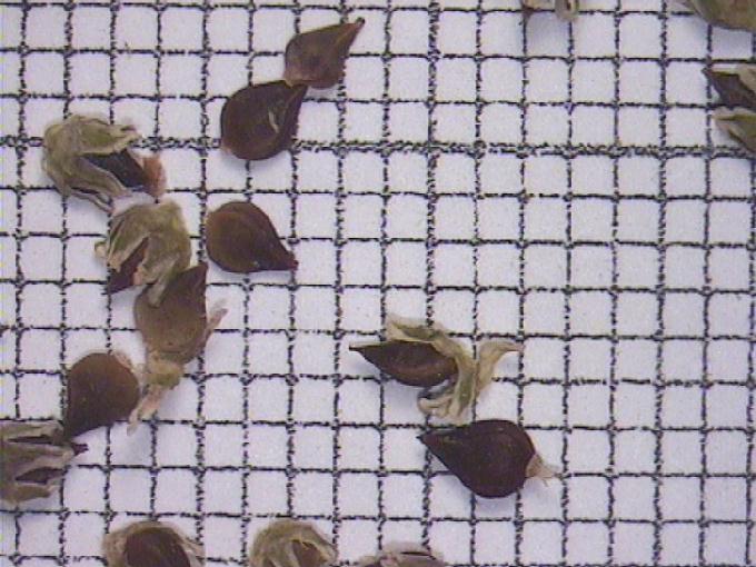 Polygonum aviculare L.