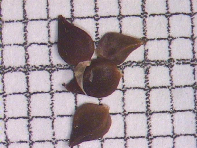 Polygonum aviculare L.