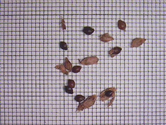 Polygonum amphibium L.