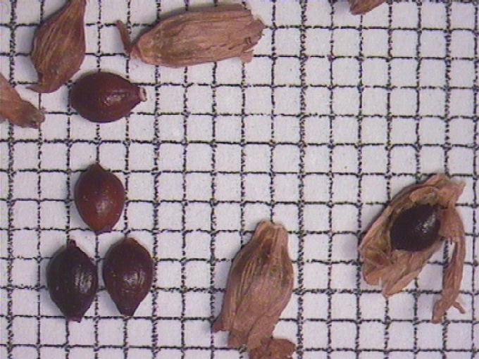 Polygonum amphibium L.