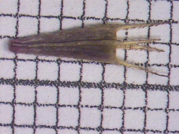 Bidens cernua L.