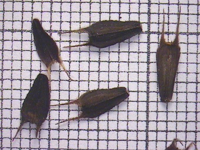 Bidens frondosa L.