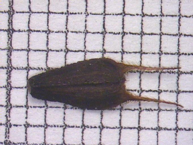 Bidens frondosa L.