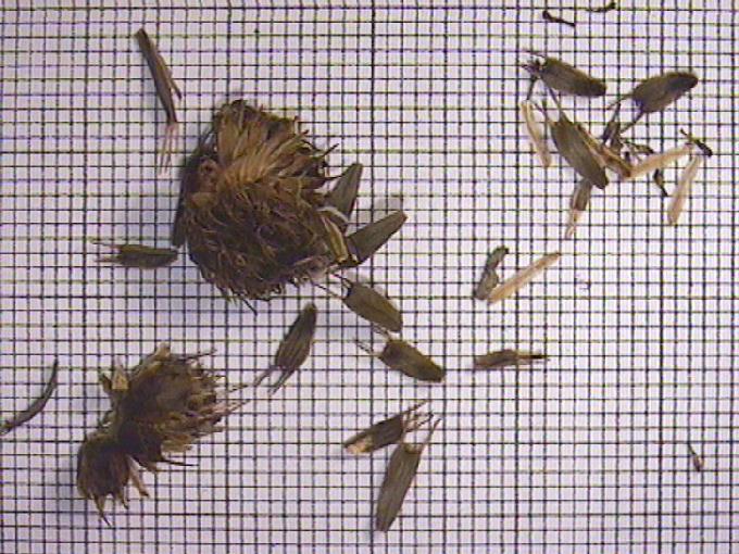 Bidens tripartita L.