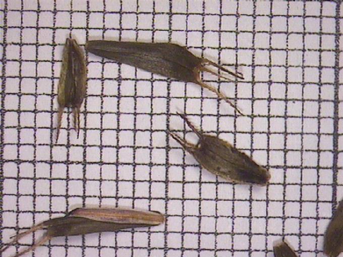 Bidens tripartita L.