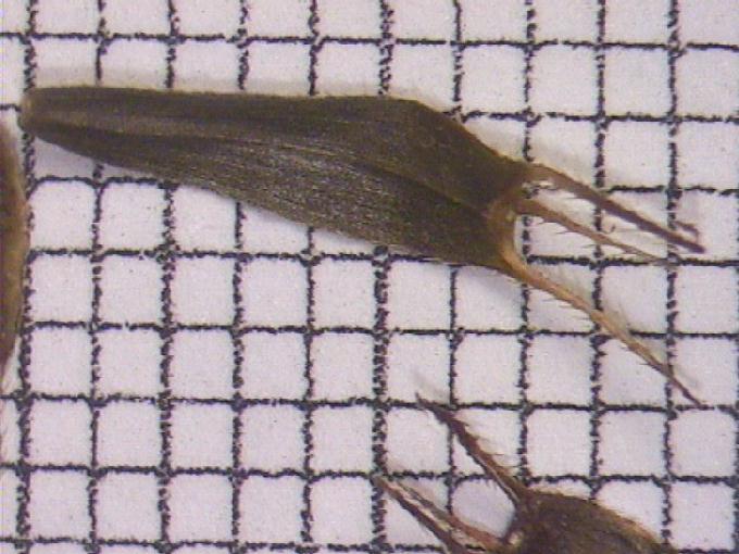 Bidens tripartita L.
