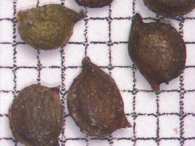 Potamogeton obtusifolius Mert. et Koch