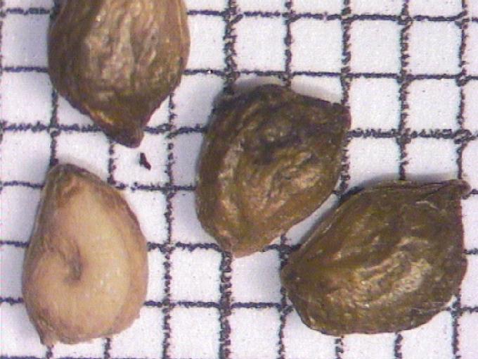Potamogeton natans L.
