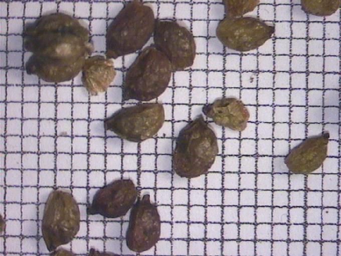 Potamogeton gramineus L.