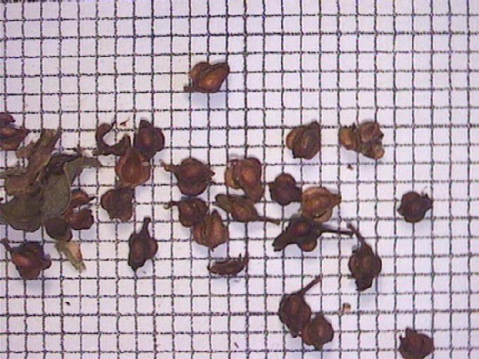 Rumex conglomeratus Murray