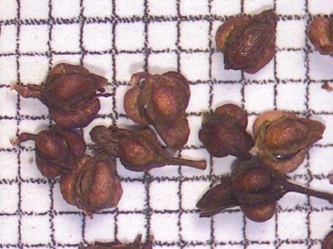 Rumex conglomeratus Murray