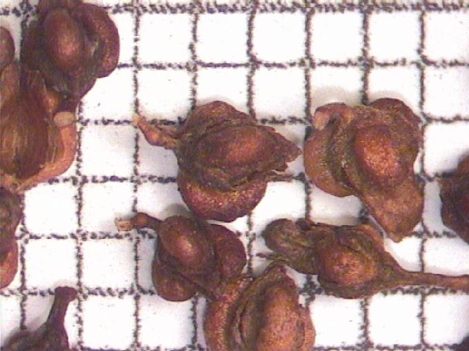 Rumex conglomeratus Murray