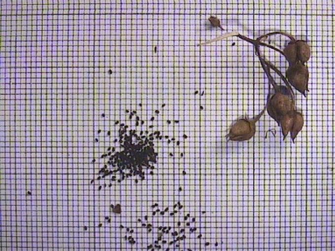 Scrophularia nodosa L.