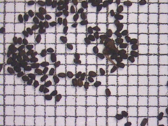 Scrophularia nodosa L.