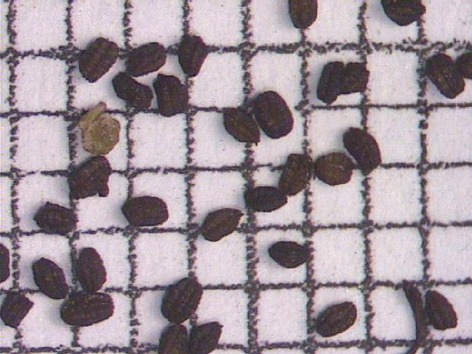 Scrophularia nodosa L.