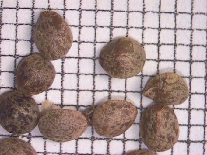 Galeopsis tetrahit L.