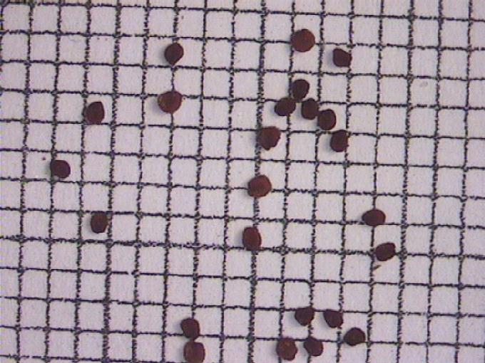 Myosoton aquaticum (L.) Moench
