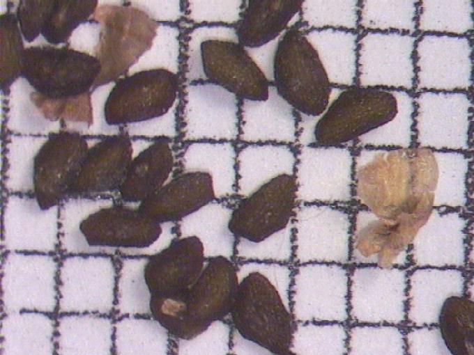 Plantago major L.