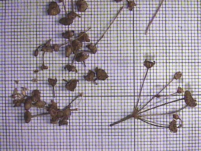 Alisma plantago-aquatica L.