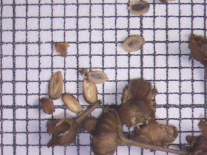 Alisma plantago-aquatica L.