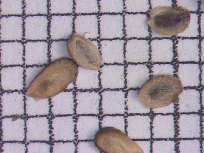 Alisma plantago-aquatica L.