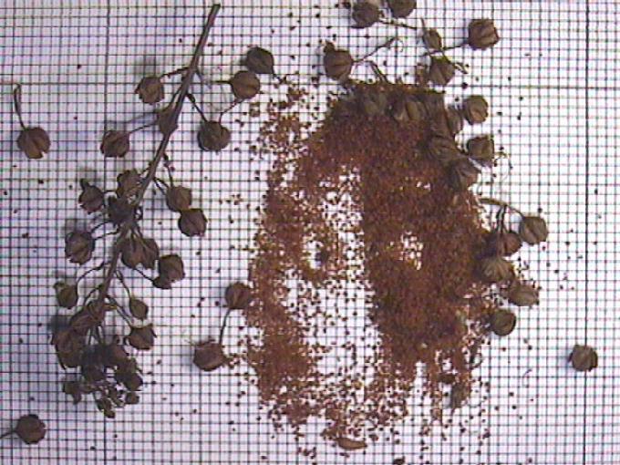 Veronica anagallis-aquatica L.
