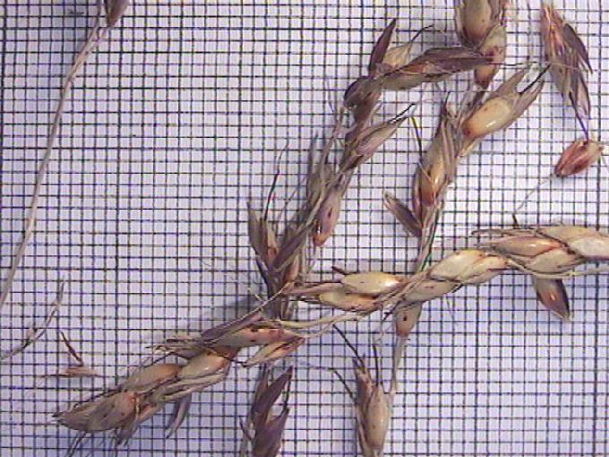 Sorghum bicolor (L.) Moench