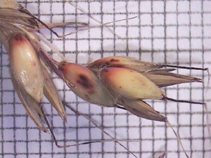 Sorghum bicolor (L.) Moench