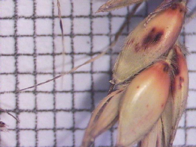 Sorghum bicolor (L.) Moench