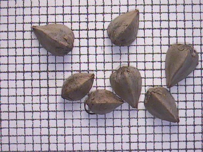 Fagopyrum esculentum Moench