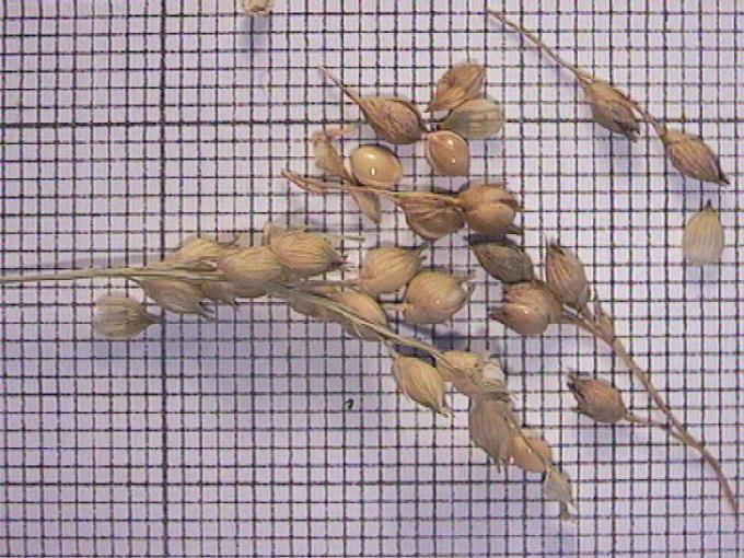 Panicum miliaceum L.