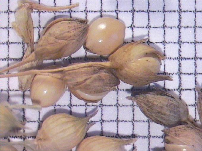 Panicum miliaceum L.