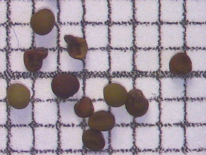 Lotus uliginosus Schkuhr