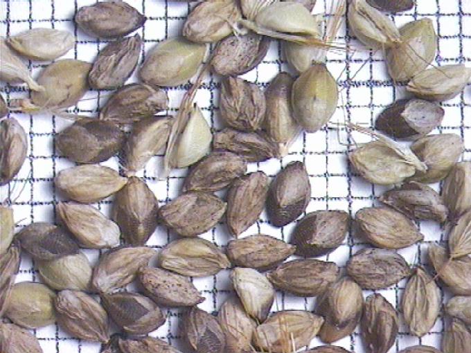 Setaria pumila (Poiret) Roem. et Schult.