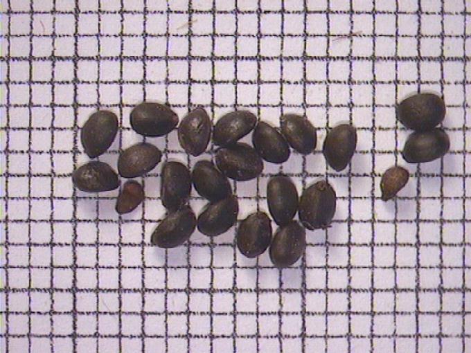 Stachys palustris L.