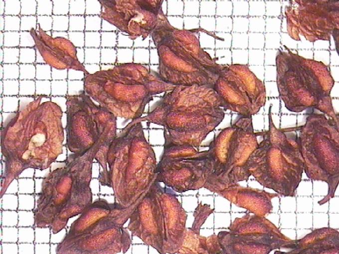 Rumex hydrolapathum Huds.